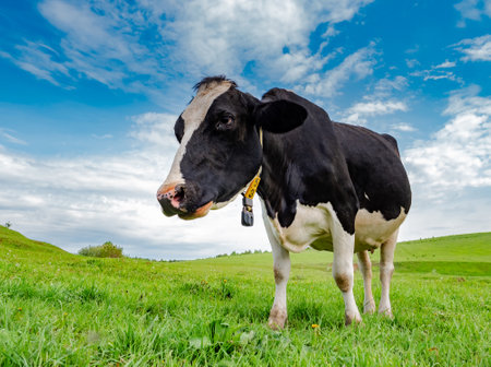 A cow grazes in a green meadow. Rural composition.の写真素材