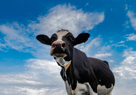 A cow against a serene blue sky. Rural composition.の写真素材