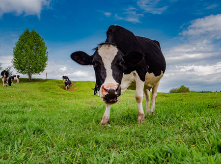 Cows graze in a green meadow. Rural composition.の写真素材