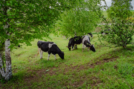 Cows graze in a green meadow. Rural composition.の写真素材