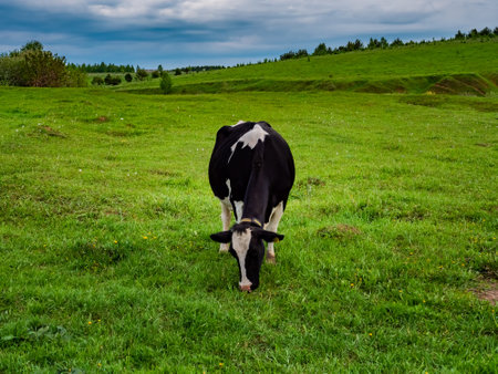 A cow grazes in a green meadow. Rural composition.の写真素材
