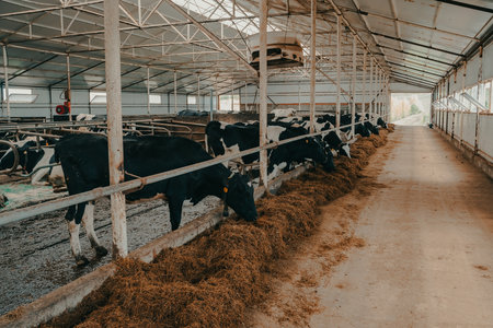 A modern farm with dairy cows. Goldstein breed. Breeding cows, cattle breeding.の写真素材