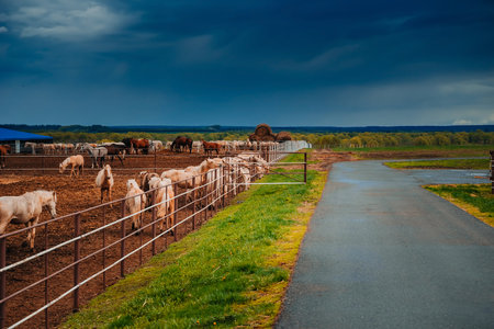 Horses on a large farm in Tatarstan, Russia.の写真素材