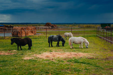 Beautiful ponies on a horse farm. Pony breeding in Tatarstan, Russia.の写真素材