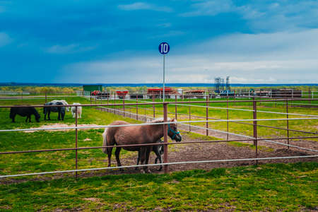 Beautiful ponies on a horse farm. Pony breeding in Tatarstan, Russia.