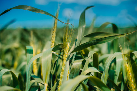 Ears of elite barley in the field. Field in countryside, close up.の写真素材