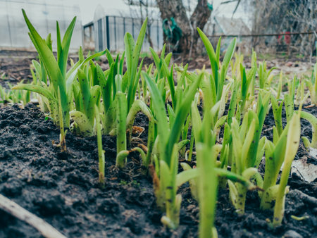 Young green shoots in the ground. Close-up of the new shoot of a young plantsの写真素材