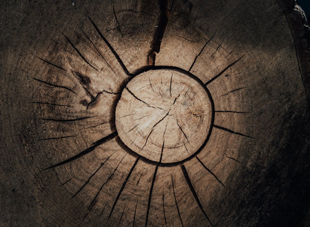 The crack on the surface of the cut wood. Sawn off logs exposing cross-section of hardwood grainの写真素材