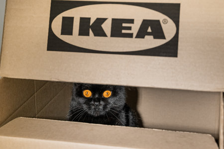 A black British cat sits in a box from an Ikea store.のeditorial素材