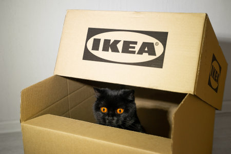 A black British cat sits in a box from an Ikea store.のeditorial素材