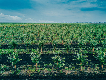 Apple Tree Orchard. Rows of apple trees grow. New apple treesの写真素材