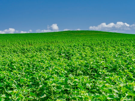 A serene green hill under a blue sky.の写真素材