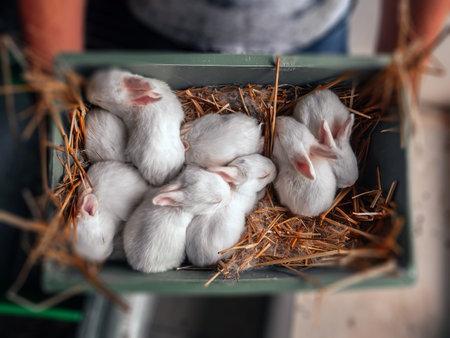 A farmer is holding a crate of young rabbits. Close-up of rabbits. White Pannon Rabbit Breed. Breeding rabbits on the farm.の写真素材