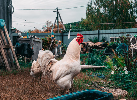 A beautiful rooster with a bright red comb on a rural background. Countryside concept with domestic bird close up on the farm.の写真素材