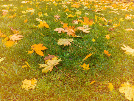 Colorful autumn leaves on green grass field. Autumn scene with falled leaves in sunny day. Colorful maple leaves.の写真素材
