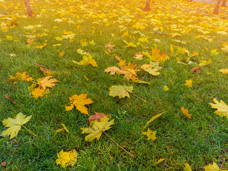 Colorful autumn leaves on green grass field. Autumn scene with falled leaves in sunny day. Colorful maple leaves.の写真素材