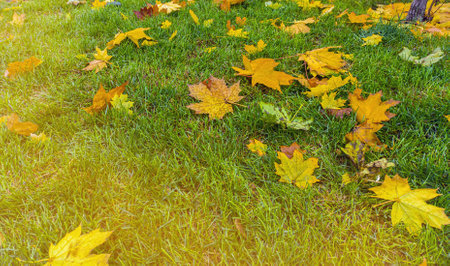 Colorful autumn leaves on green grass field. Autumn scene with falled leaves in sunny day. Colorful maple leaves.の写真素材