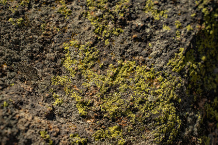 The old stone in the forest covered with moss and lichen. Macro. background of lichen moss stone.の写真素材
