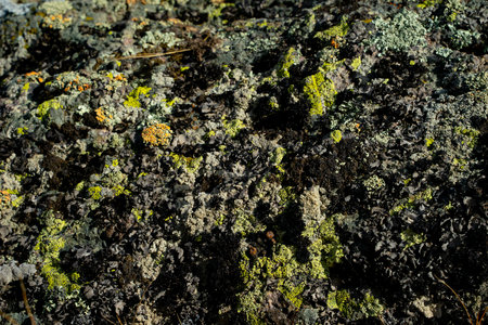 The old stone in the forest covered with moss and lichen. Macro. background of lichen moss stone.の写真素材