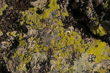 The old stone in the forest covered with moss and lichen. Macro. background of lichen moss stone.の写真素材