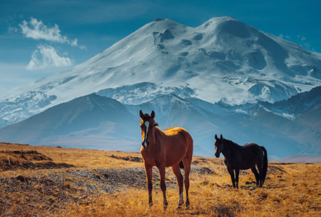 Horses grazing in the foothills of Mount Elbrus. Kabardino-Balkaria, Russia. A herd of horses grazes peacefully in a mountain valley.の写真素材