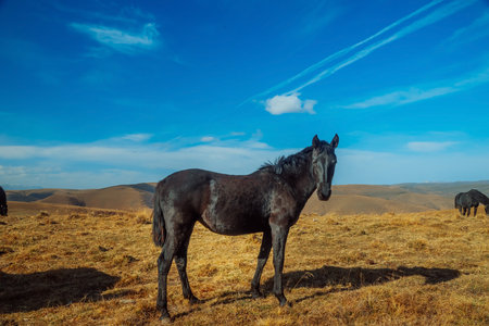 A Horse grazing in the foothills of Mount Elbrus. Kabardino-Balkaria, Russia. A herd of horses grazes peacefully in a mountain valley.の写真素材