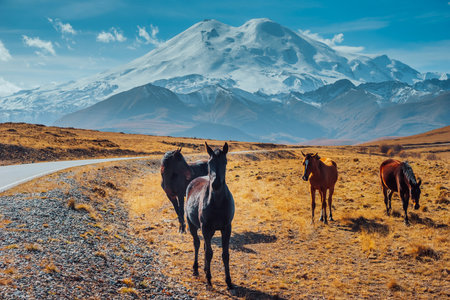 Horses grazing in the foothills of Mount Elbrus. Kabardino-Balkaria, Russia. A herd of horses grazes peacefully in a mountain valley.の写真素材