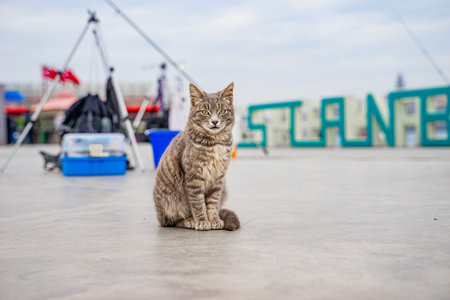 An Istanbul cat on the shore of Golden Horn Bay.の写真素材