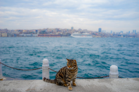 An Istanbul cat on the coast of the Sea of Marmaraの写真素材