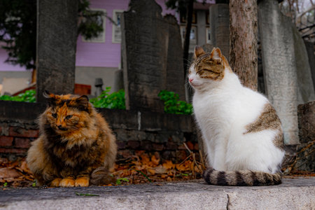 Two cats in an old cemetery