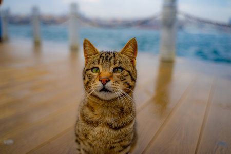 An Istanbul cat on the coast of the Sea of Marmaraの写真素材