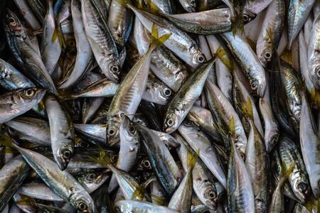 Many small fish piled up in a heap.