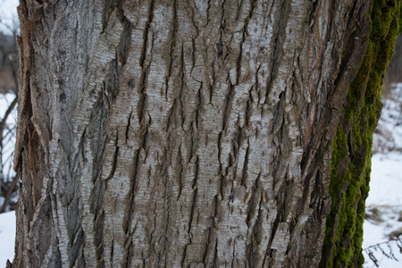 The trunk of a poplar close up for background.の写真素材