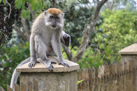 A monkey sitting on a column scratching and looking at the camera.の写真素材