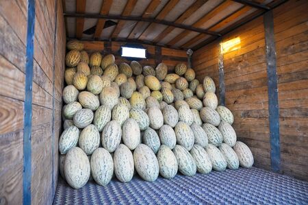 The elongated cultivar Uzbek melons are in the truck.の写真素材