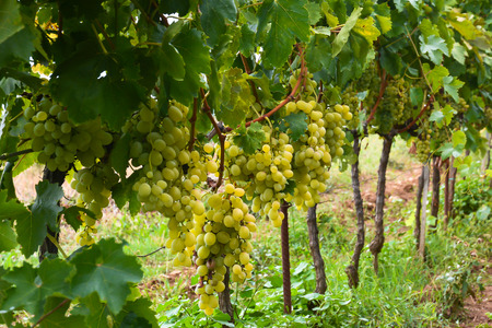 Big ripe bunches of green grapes on the vine.の写真素材