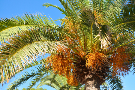 Crohn's palms with fruits brightly illuminated by the sun.の写真素材