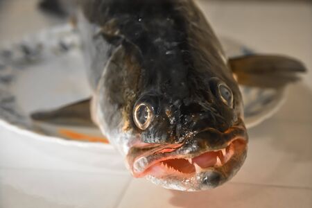 Zander fish head on a plate close-up.の写真素材