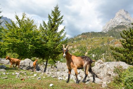 Young goat and his flock of grazing on the hillside.の写真素材
