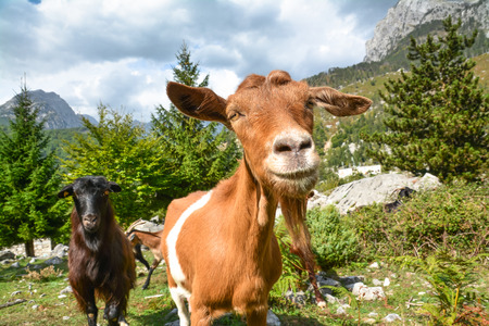 Funny curious goat looking at the camera.の写真素材