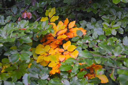 Beautiful background of green and yellow leaves.の写真素材
