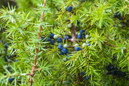 Berries ripen on the branches of a juniper.の写真素材