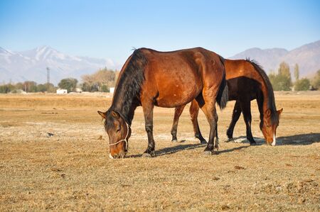 Horses on the autumn meadow on the background mountains.の写真素材