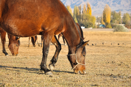Horses graze the dry grass in the pasture.の写真素材