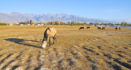 Horses on the autumn meadow by the lake.の写真素材