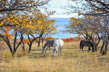 Three horses in the garden by the lake.の写真素材