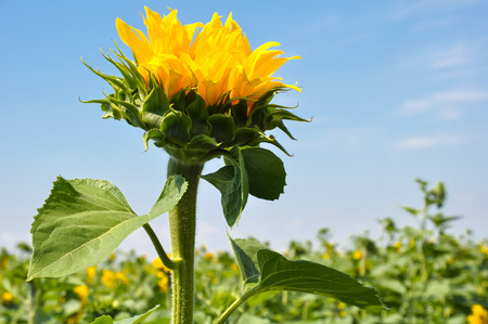 Big bud blooming sunflowers on sky background.の写真素材