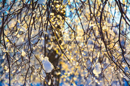 Snow-covered tree branches in sunlight.