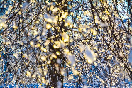 Melting snow on the branches of a tree in sunlight.の写真素材