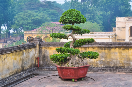Bonsai - a classic decoration expensive homes in Asia.の写真素材